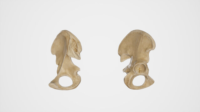 Medial and Lateral View of Hip Bone
