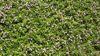Little pink flowers landscaping. Pretty blooming tiny purple Flowers. Outdoor