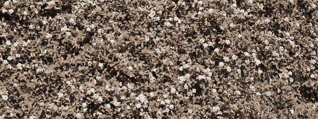 Little flowers bloom on a green bush. Many pretty gypsophila flower blossom bush in house garden. Outdoor. Landscaping. Sepia