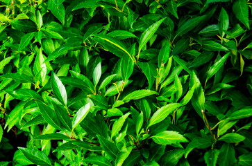 Abstract green leaves nature texture background. Creative layout for design