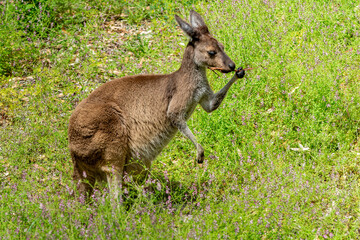 Kangaroo in Western Australia