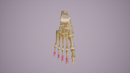 Middle Phalanges of Foot