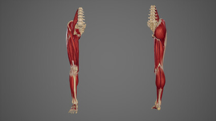Obraz na płótnie Canvas anterior and posterior view of lower limb muscles