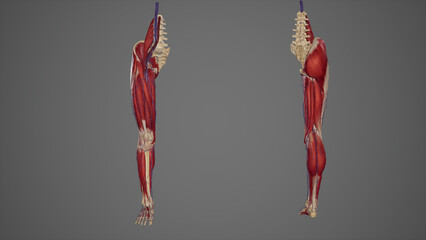ower limb with muscles, blood vessels anterior and posterior view