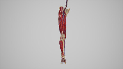 lower limb with muscles, blood vessels