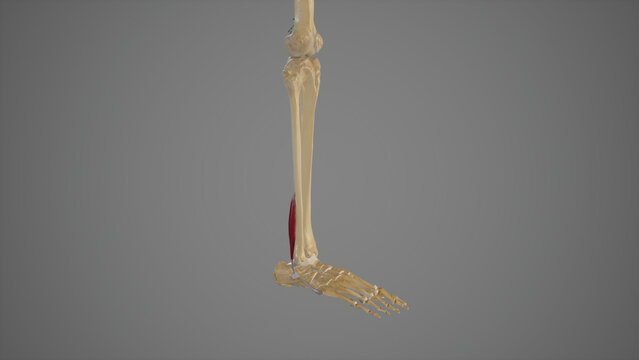 Medical Illustration of Peroneus Brevis