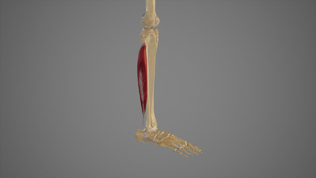 Medical Illustration of Peroneus Longus