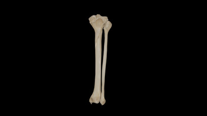 Posterior view of Bones of Right Leg