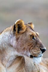 Wild lioness in the Serengeti National Park in the heart of Africa