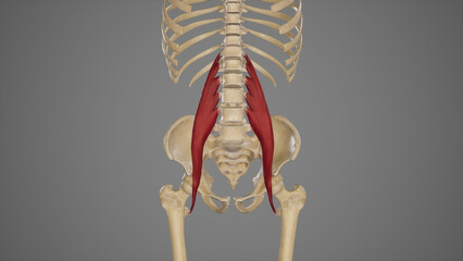 Medical Illustration of Psoas Major Muscle