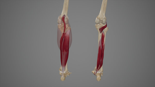 Superficial and Deep Muscles of Posterior Leg