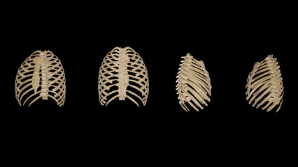 Multiple views of Thoracic Cage