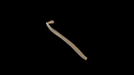 Lateral View of Right Eighth Rib