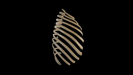 Lateral view of Right Ribs