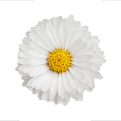 Close up of daisy flower without background