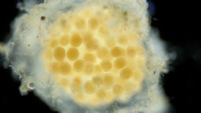 Movement of embryos in eggs of Turbellaria worms under a microscope. Order Polycladida, type Platyhelminthes. The specimen was found in the White Sea.