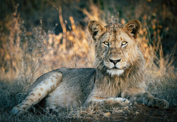 Fototapeta na wymiar Young Male Lion
