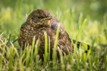 fledge of bird in the grass, young blackbird, turdus merula