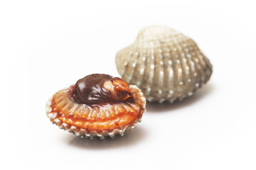 Cockle clams isolated white background. grilled clams seafood of Thailand.