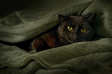 Fearful black brown cat is hiding under a dark green blanket, concept for sick animals or pets...
