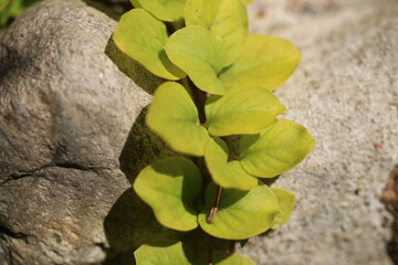 tojeść rozesłana Lysimachia nummularia Aurea - obrazy, fototapety, plakaty