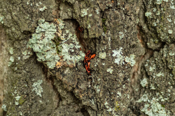 Close-up of the bark of a tree in soft focus at high magnification. Cracks with germinating moss on a old birch. Background for slide or book cover