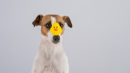 Jack Russell Terrier dog with a rubber duck on his nose. 