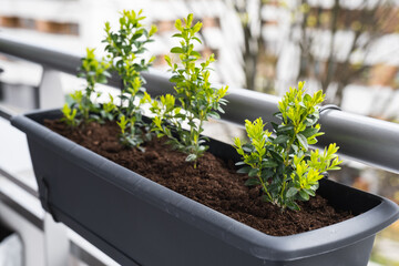 Young boxwood bushes grow in flower pots on the balcony.