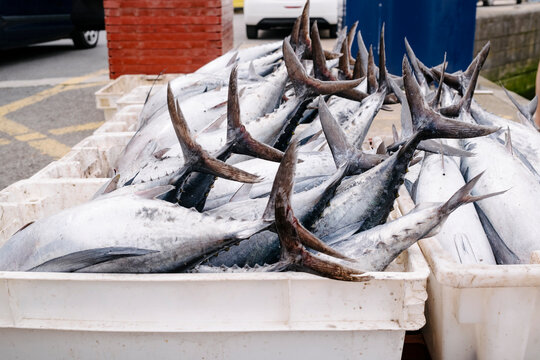 Tuna fish in containers at harbor