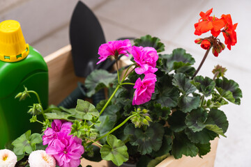 Pots of spring flowers for planting on balcony and gardening tools in a wooden box