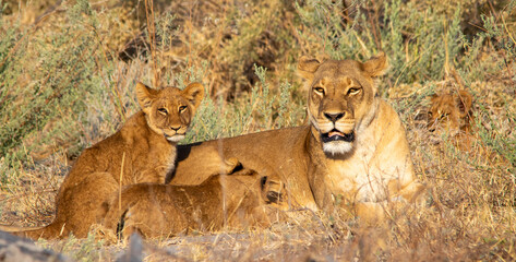 Lioness and cubs isolated in the African wilderness