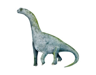 Camarasaurus sauropod dinosaur watercolor illustration. Brachiosaurus drawing, prehistoric herbivore animal © Elena Malgina