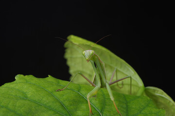Mantis sits on a green leaf