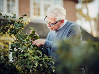 Senior man pruning shrub in his garden