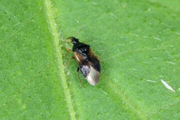 Minute pirate bugs or called flower bugs (Anthocoridae) is a family of bugs. Anthocorids are predacious and feeds on many insects pests of crops.