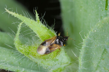 Minute pirate bugs or called flower bugs (Anthocoridae) is a family of bugs. Anthocorids are predacious and feeds on many insects pests of crops.