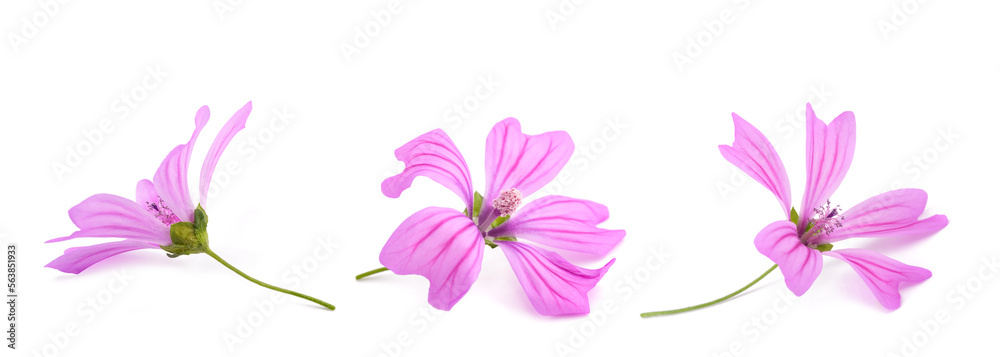 Wall mural mallow flowers