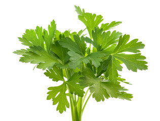 Parsley bunch