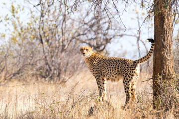 Cheetah marking his territory