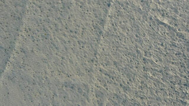 Lugworms or sandwort. Arenicola marina. large marine worm of the phylum Annelida. Coiled castings on a sandy beach. Used as fishing bait.