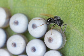 An adult Green vegetable bug egg parasitoid Trissolcus sp. (Hymenoptera: Platygasteridae) after...
