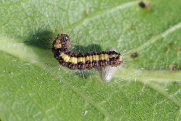 Pupa of Parasitoids (Hymenoptera: Braconidae) under leaved host - caterpillar.