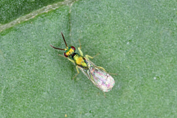 Adult Chalcidoid Wasp of the Superfamily Chalcidoidea