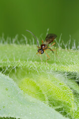 Parasitoids (Hymenoptera: Braconidae) of cereal aphids.
