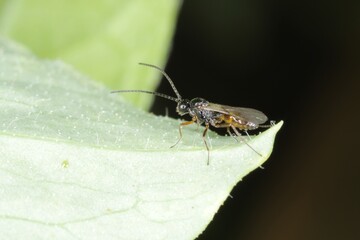Adult Chalcidoid Wasp of the Superfamily Chalcidoidea