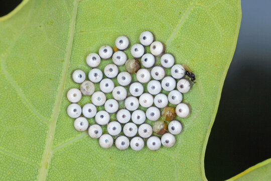 An adult Green vegetable bug egg parasitoid Trissolcus sp. (Hymenoptera: Platygasteridae) after emergence and eggs of the bug (Hemiptera: Pentatomidae)