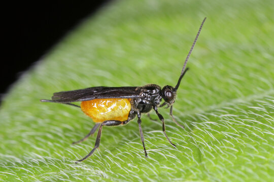 An adult colourful tiny of parasitoid wasp (chalcidoidea).