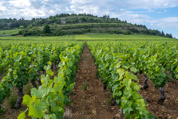 Fototapeta na wymiar Vignoble en Bourgogne