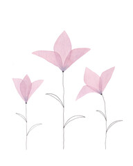 hand drawn, watercolor illustration of delicate pink, spring flowers for holiday, invitation and as an element for design