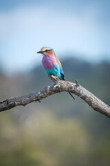 Lilac-breasted Roller